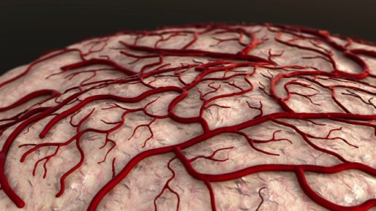 Brain blood vessels