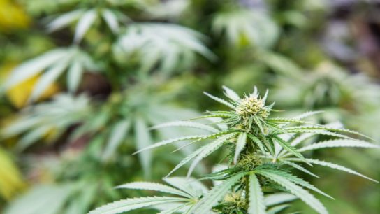 cannabis marijuana plant