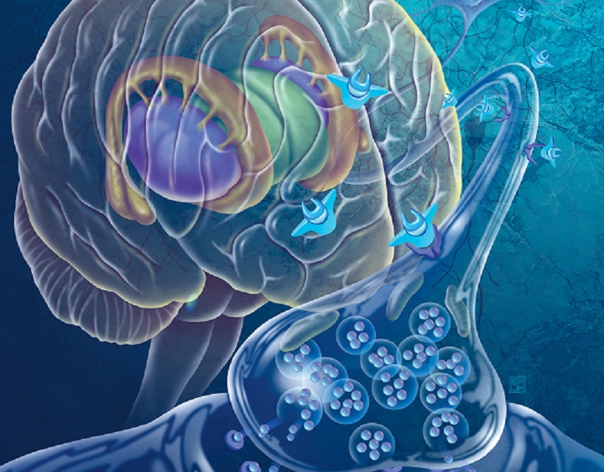 illustration of the neural pathways that come from parkinon's disease