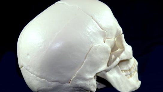 Skull